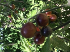 Getting ready for a new Tomato season...Planting begins October 5